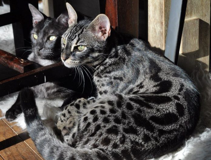 Why Black Bengal cats make great pets
