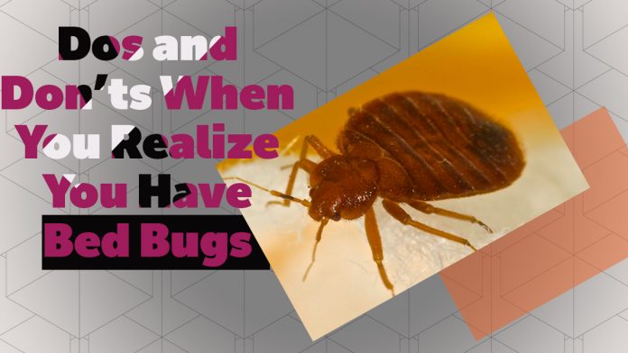 Dos and Don’ts when you have bed bugs